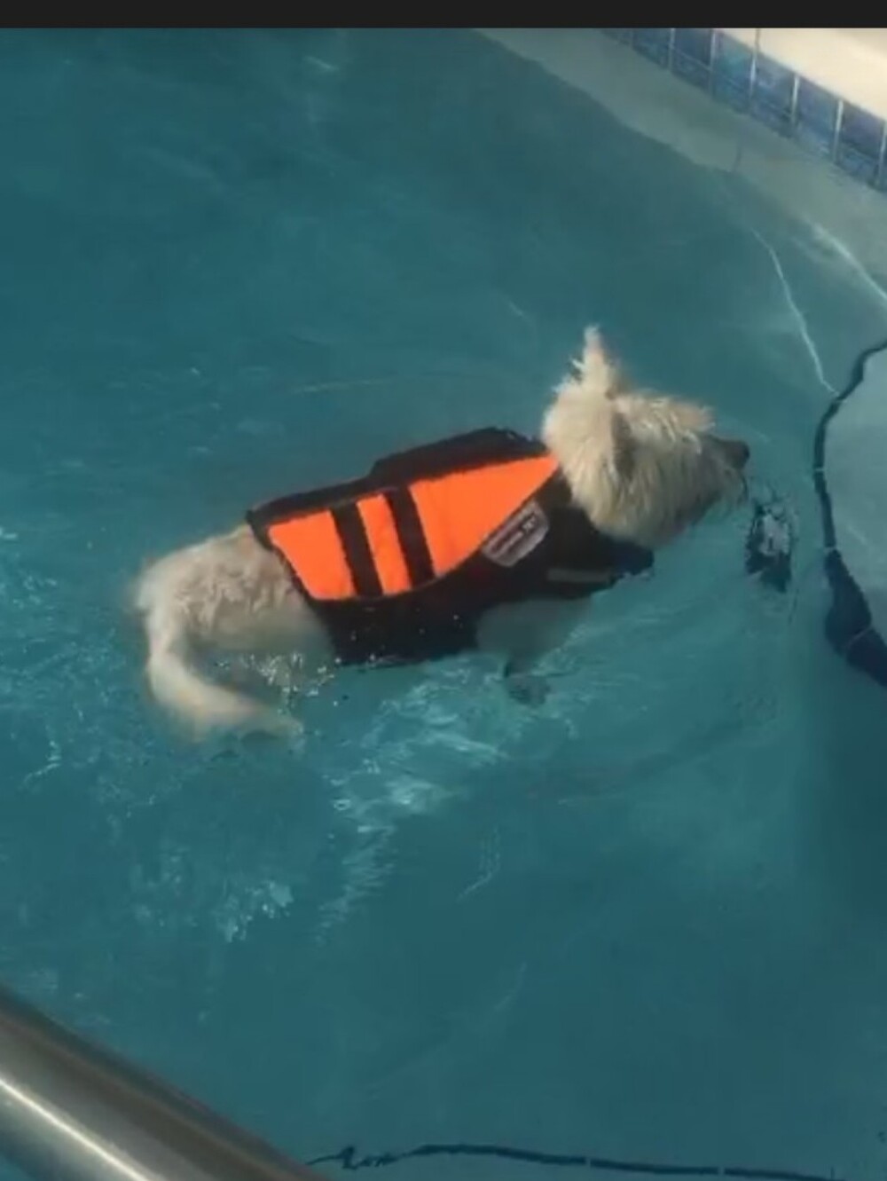 He&Ha Orange Black Dog Life Vest DOG LIFE JACKET & Harness Set SMALL DOG Westie